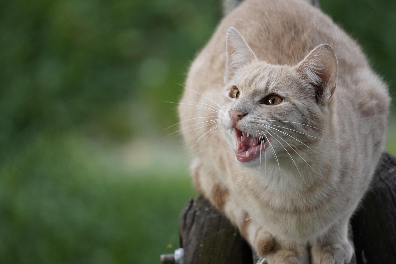 veterinarian examining a cat teeth