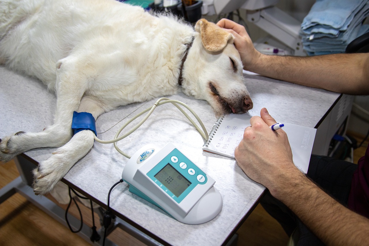 veterinarian examining a dog