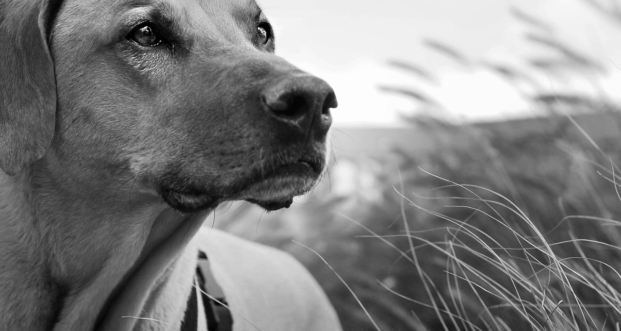 veterinarian caring for senior dog