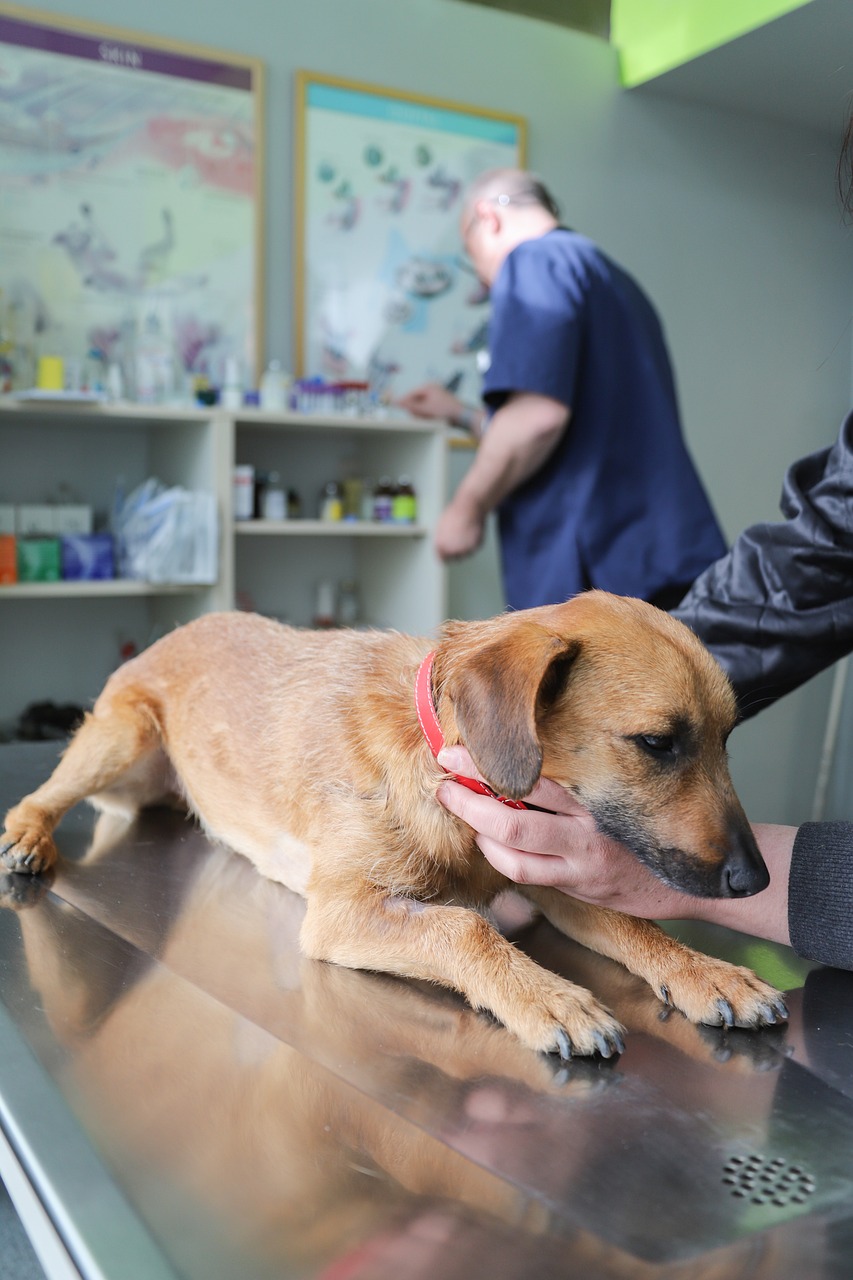 veterinarian examining a rabbit
