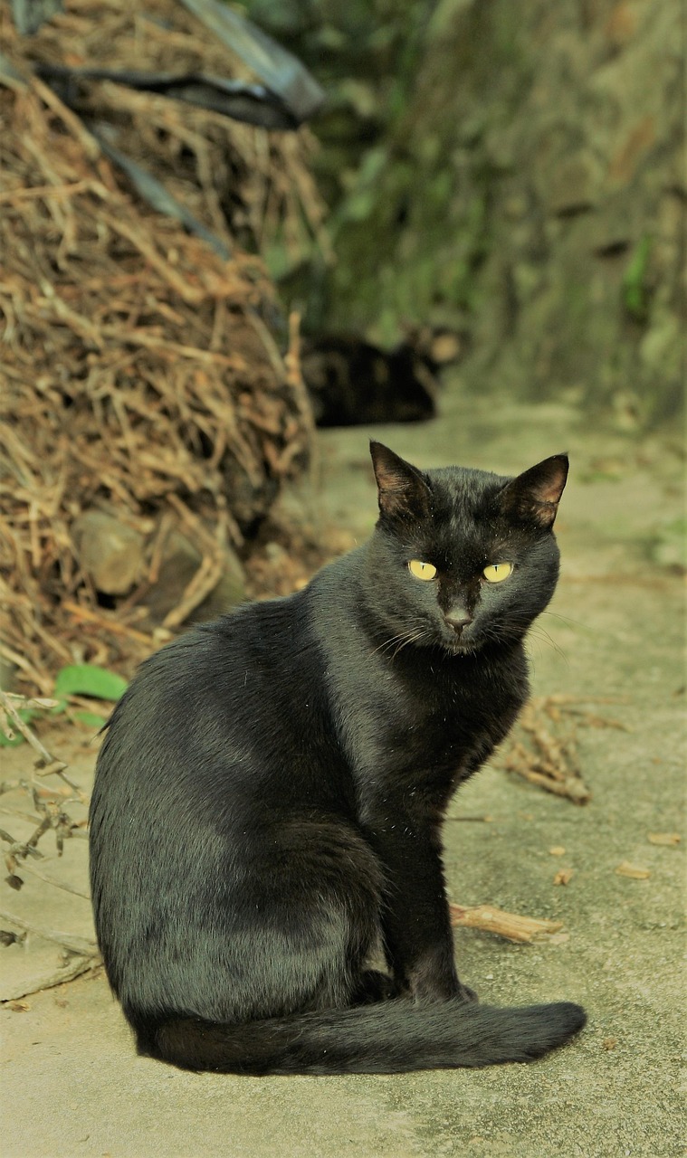 veterinarian with a calm cat