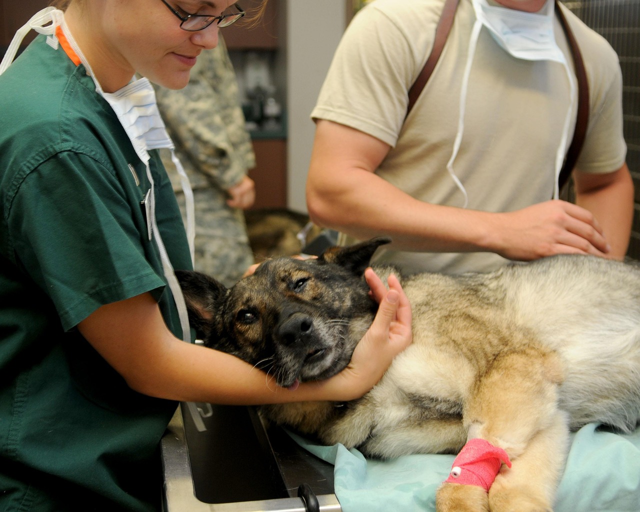veterinarian examining a calm dog